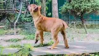 Зара Из Созвездия Адомаса НЮ! Кане корсо рыжего окраса!