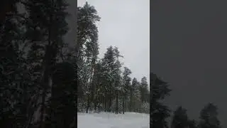сосновый бор