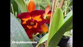COMO PLANTAR CATTLEYA DE DIVERSAS FORMAS.