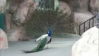 Beautiful White Peacock Dance