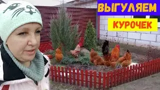18.01.2023 Курки🐓🐔свободный выгул👍👍👍