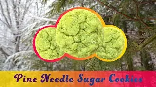 How to Bake Pine Needle Sugar Cookies with Foraged Pine Needles (Pinus strobus)