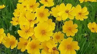 if you are looking for relaxing music.this is for you