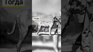 Собаки тогда и сейчас!!!🐕 