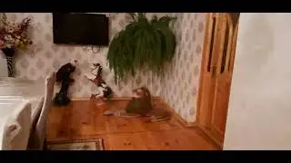 Mənim ev güllərim ❤Gözəllərim artığ evdə🧿❤