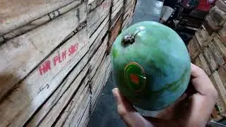 MANGGA HARUMANIS MULAI NAIK #KAMIL_FRUIT