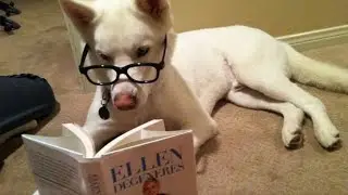 FUNNY DOGS AND CATS😂😂 COMPILATION 2021 new video