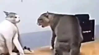 Gatos bailando la Macarena