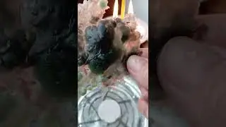 полнолуние. чистка всей семьи. жесть.