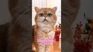 panggil si kucing imut😻😻 #shorts #kucing