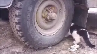 Мысыкты басады аянышты