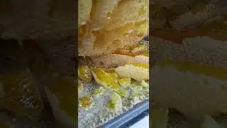 Застроили корпус без рамок #bee #beekeeper #beekeeping