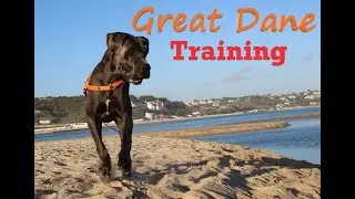 Great Dane training for handling by strangers and vaccination.