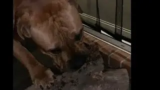 Boerboel Puppy’s Log