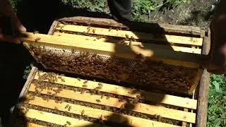 Племенная семья Бакфаст, что по мёду!!!