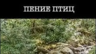 Пение птиц в лесу слушать для отдыха. Звуки природы для сна.
