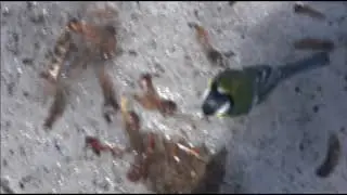 Футаж  Большая синица