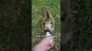 Pigs and dogs become good friends #animals #pets  #shorts