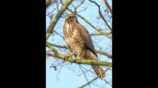 Common buzzard