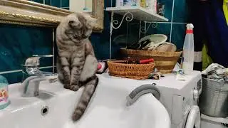 Molly the cat looks at the washing machine work 14.08.2021