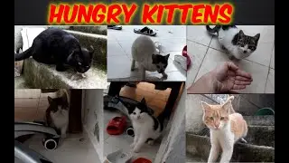Hungry cute kittens eating and purring