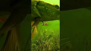 Unexpected guest 😲