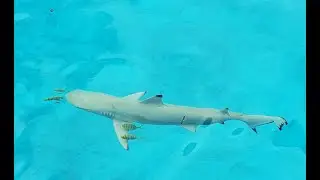 The Shark Sanctuary of Palau