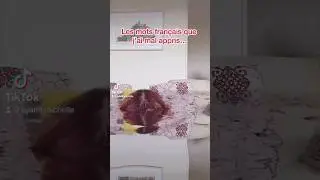 Les mots français que j'ai mal appris...🫠