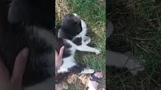Mačka iz komšiluka - brbljiva šarenka