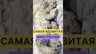 САМАЯ ЯДОВИТАЯ ЗМЕЯ В РОССИИ