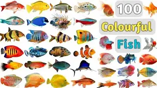 Colourful Fish Vocabulary ll 100 Colourful Fishes Name In English With Pictures ll Beautiful Fishes