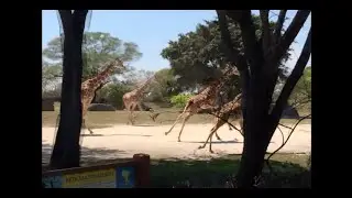 giraffes