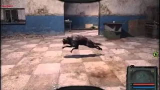 Приколы из Сталкера