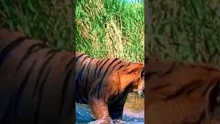 TURAN TIGER!!Extinct species!!! 