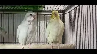 cockatiel albino and Lotino
