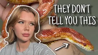10 Things NO ONE Tells You About Corn Snake Care…