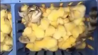 So qute baby chiks