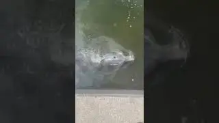 Dolphin Hunting in INCHES of Water Near DOCKS😳🔥