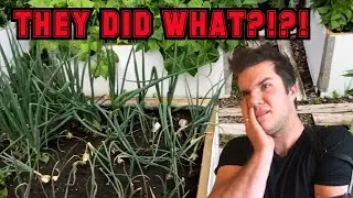 Backyard Cleanup Update/Treehouse Tour - My Parents Blew my Mind!   #hoarding #treehouse #gardening