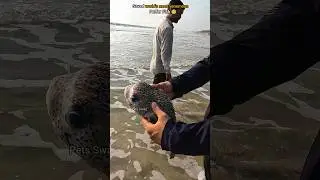 Every life matters: saving Most venomous puffer fish 🥺
