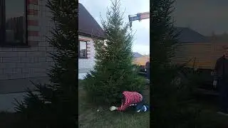 Прощай ёлочка #shorts