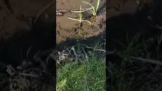Snake in the park