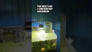 Walked in on my snails breeding 🫠😐