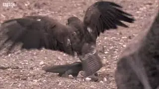 Hawk Hunts Iguanas for Her Young. BBC Earth