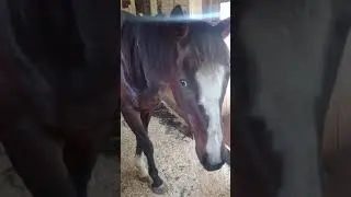 How to tell that a mare is in heat