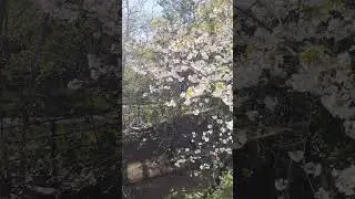 Ялта, цветет черешня. Апрель 2024