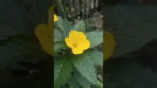 #nature #flowers #reelsshorts