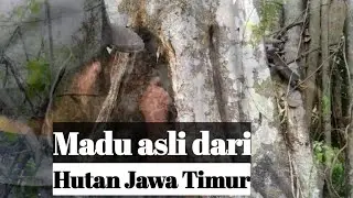 Berburu Madu Hutan | Alas Tuban Jawa Timur