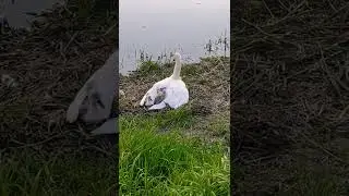 #shorts #gdansk #travel #swan #swanfamily