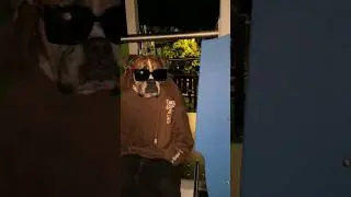 ЭТИ ПСЫ ОЧЕНЬ КРУТЫ #tiktok #юмор #прикол